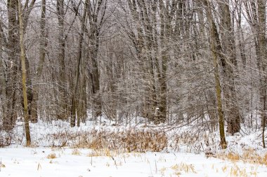 Kuzey 'deki donmuş vahşi doğa.