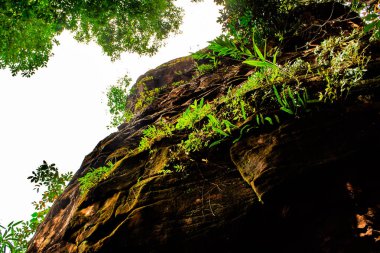 Phu Sing Ulusal Parkı 'ndaki bir kaya oluşumuna bakıyorum, Bueng Kan, Tayland