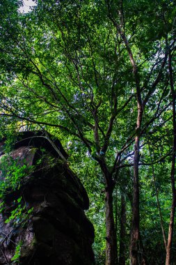 Dağ tarafı yeşil yapraklarla kaplıydı. Phu Sing Ulusal Parkı, Bueng Kan, Tayland