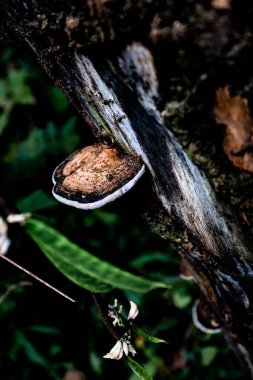 Ağaçta yetişen mantarlar Phu Sing Ulusal Parkı, Bueng Kan, Tayland