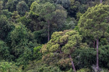 Kuzey Doğu Tayland 'da Phu dağının yamacından aşağıya, orman tepe örtüsünün tepesine bakıyorum..
