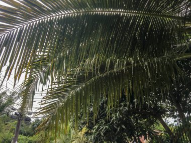 Ao Nang 'da bir palmiye ağacının dev yaprakları.