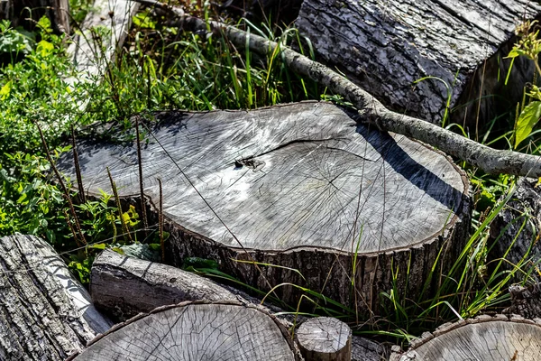 Närbild av ansiktet på en åldrande Log Cut Med en motorsåg — Stockfoto