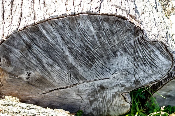 Närbild av ansiktet på en åldrande Log Cut Med en motorsåg — Stockfoto