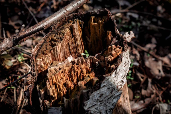 Macro-gros plan d'un plant germant du centre d'une pourriture — Photo