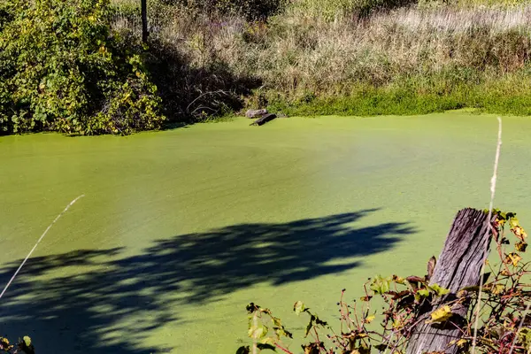 Un laghetto verde vicino a un campo di agricoltori nelle zone rurali dell'Ontario meridionale . — Foto Stock