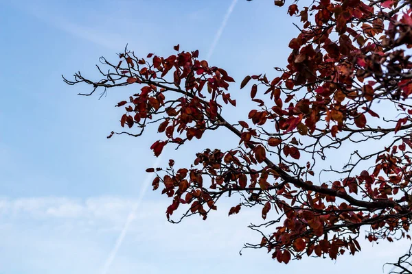 Omhoog kijkend naar een boom gevuld met bladeren die er roestig uitzien in Autu — Stockfoto