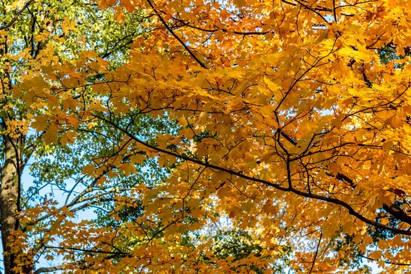 Omhoog kijkend naar een boom gevuld met felgele bladeren in de herfst — Stockfoto