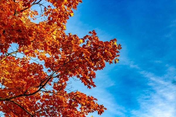 Kijkend naar een boom gevuld met fel oranje bladeren in de herfst — Stockfoto