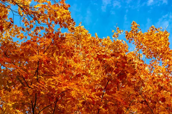 Kijkend naar een boom gevuld met fel oranje bladeren in de herfst — Stockfoto