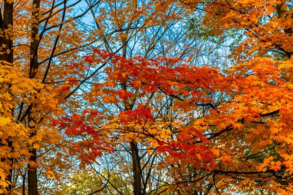 秋には鮮やかなオレンジの葉でいっぱいの木を見上げます。 — ストック写真