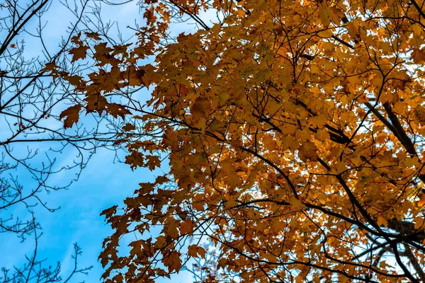 Ser opp på et tre fylt med klare, gule blader om høsten – stockfoto