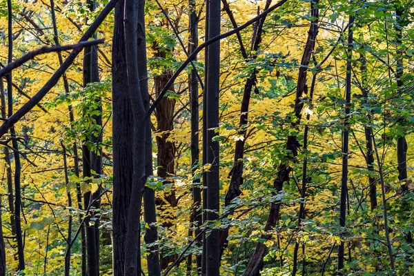 Kijken in het bos als het begint te veranderen in zijn herfst colo — Stockfoto