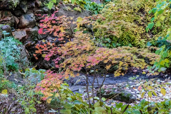 Осенняя Листва Вид Часть Леса Хай Парк Торонто Листья Меняют — стоковое фото