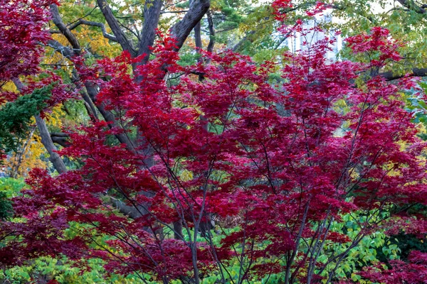 Bomen veranderen in hun herfstkleuren. — Stockfoto