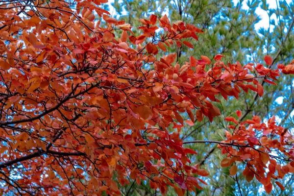 Olhando para uma árvore cheia de folhas de laranja na temporada de outono — Fotografia de Stock