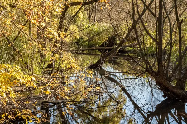 Una zona boscosa che circonda un piccolo stagno a High Park Toronto Onta — Foto Stock