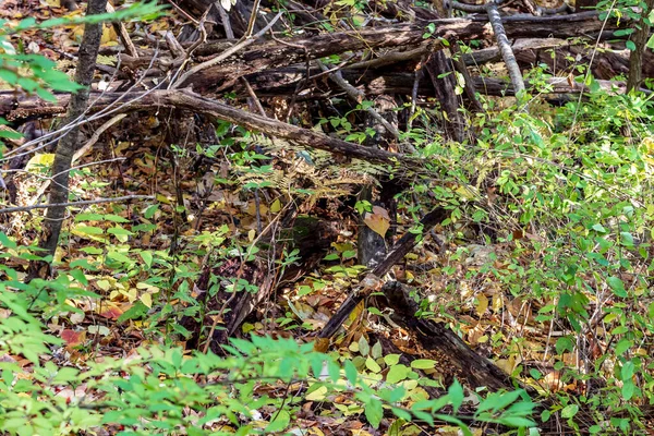 Vegetation covered forest floor in Southern Ontario — Stock Photo, Image