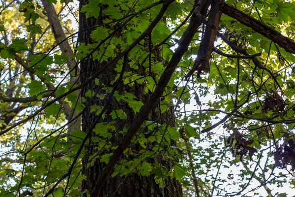 Una sección de un tronco de árbol con una rama colgando bajo en frente de i —  Fotos de Stock