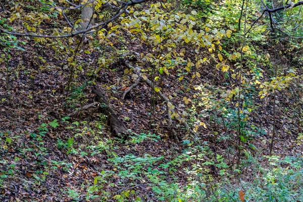 Bladeren en puin bedekt bos vloer met jonge vegetatie growi — Stockfoto