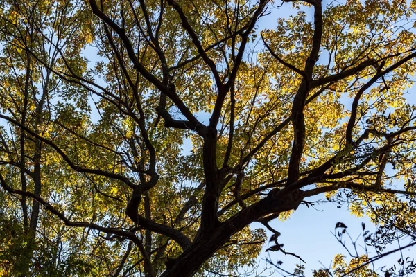 Kijkend naar de bomen in het bos van High Park, Toronto Ont — Stockfoto