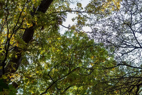 Kijkend naar de bomen in het bos van High Park, Toronto Ont — Stockfoto