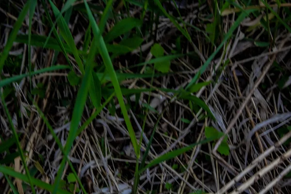 Close up view of a patch of recovering grass. — Stock Photo, Image