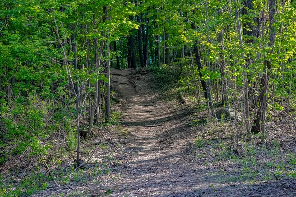 En regardant un sentier menant dans une forêt vers le haut d'une colline au printemps . — Photo