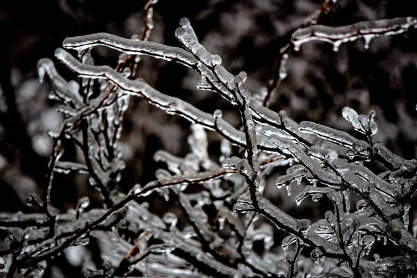 Ветви деревьев без листьев декорированы в покрытии льдом после st — стоковое фото