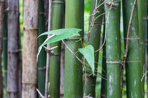Phu Sing Ulusal Parkı, Bueng Kan, Tayland ormanlarında yetişen Bambu ağaçlarının yakınında..
