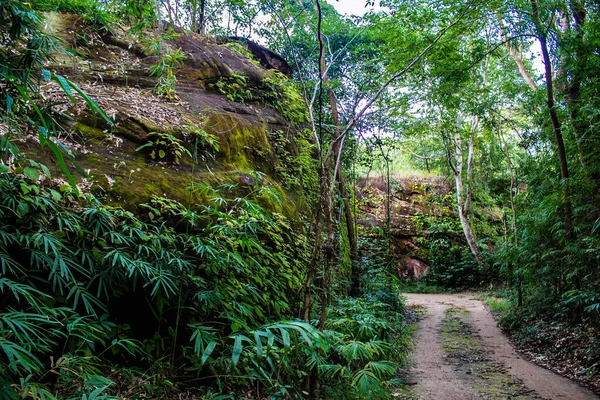 Phu Sing Ulusal Parkı 'ndaki yoğun bitki örtüsüne bakan Bueng Kan Tayland.