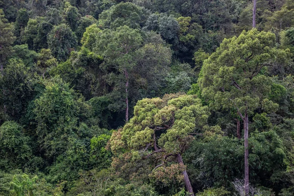 Kuzey Doğu Tayland 'da Phu dağının yamacından aşağıya, orman tepe örtüsünün tepesine bakıyorum..