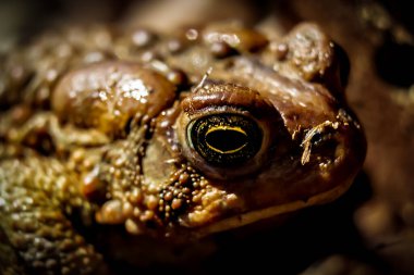 Makro, kendini güneşlendiren bir kurbağanın yakın çekimi.