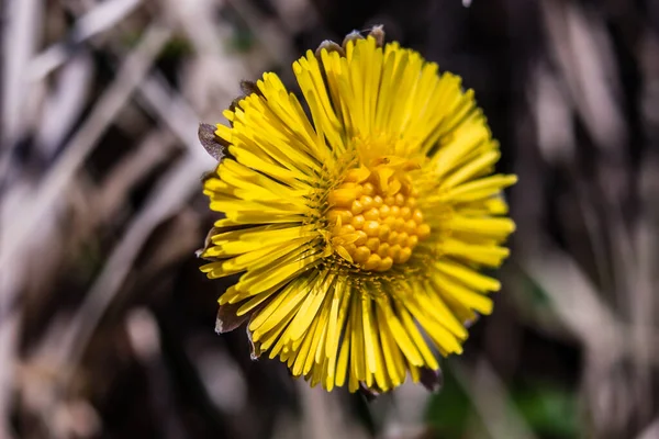 macro close up of a dandy lion flower in spring.