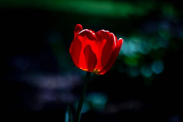 Nær en rød tulipan på en solrik vårdag . – stockfoto