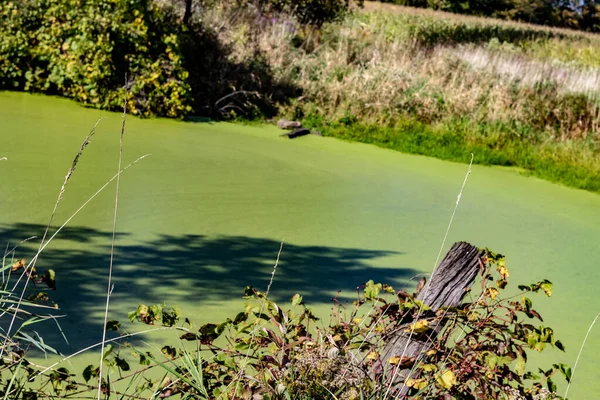 Un laghetto verde vicino a un campo di agricoltori nelle zone rurali dell'Ontario meridionale . — Foto Stock