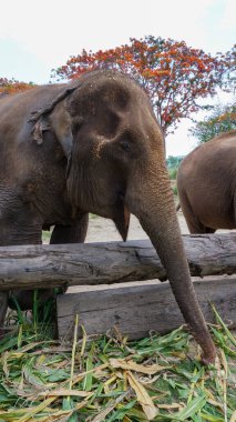 Fil Bakım Evi, Mae Tang, Chiang Mai, Tayland 'da şeker kamışı ve bambu besleyen bir grup yetişkin fil..