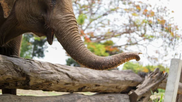 Elefántcsontparti Cukornádat Bambuszt Etető Felnőtt Elefántok Csoportja Mae Tang Chiang — Stock Fotó