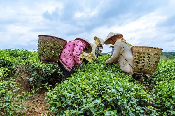 Çay yaprağı Bao Loc, Lam Dong Eyaleti, Vietnam içinde hasat çiftçiler.