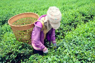 Çay yaprağı Bao Loc, Lam Dong Eyaleti, Vietnam içinde hasat kadın.
