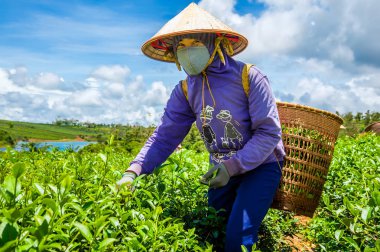 Genç kız Bao Loc, Lam Dong Eyaleti, Vietnam Çay yaprağı hasat.