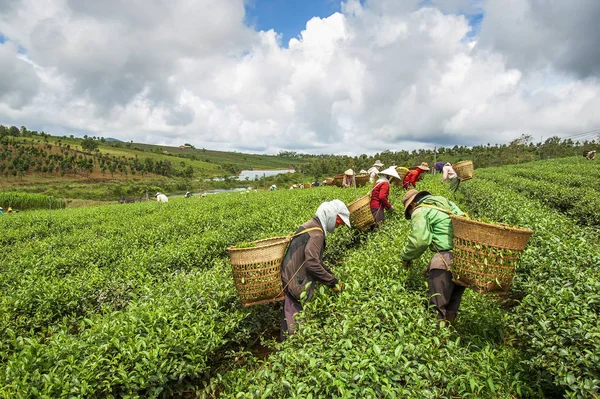 Farmers harvesting tea leaf in Bao Loc, Lam Dong province, Vietnam.