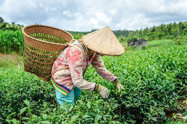 Young woman harvesting tea leaf in Bao Loc, Lam Dong province, Vietnam.