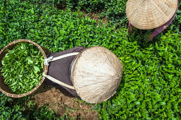 Çiftçilerin hasat Bao Loc, Lam Dong Eyaleti, Vietnam Çay yaprağı.