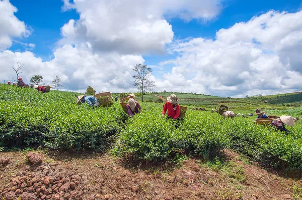 Çiftçilerin hasat Bao Loc, Lam Dong Eyaleti, Vietnam Çay yaprağı.