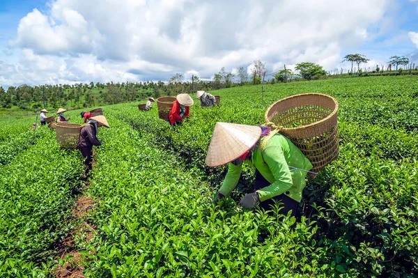 Çiftçilerin hasat Bao Loc, Lam Dong Eyaleti, Vietnam Çay yaprağı.