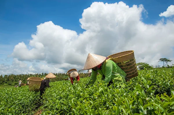 Çiftçilerin hasat Bao Loc, Lam Dong Eyaleti, Vietnam Çay yaprağı.