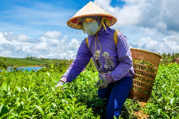 Genç kız Bao Loc, Lam Dong Eyaleti, Vietnam Çay yaprağı hasat.
