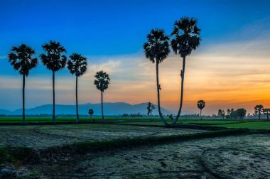 Bir Giang - Vietnam: Çeltik Tinh Bien, bir Giang il, Vietnam Sunset'teki şeker palmiye ağaçlarının.