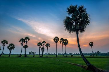 Bir Giang - Vietnam: Şeker palmiye ağaçlarının çeltik sunrise Tinh Bien, bir Giang il, Vietnam üzerinde.